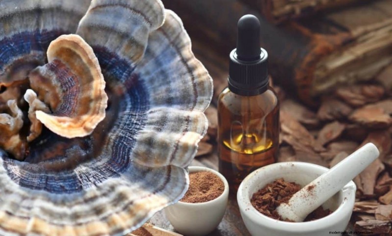 Turkey Tail Mushroom:immuunondersteuning en gezondheidsvoordelen 
