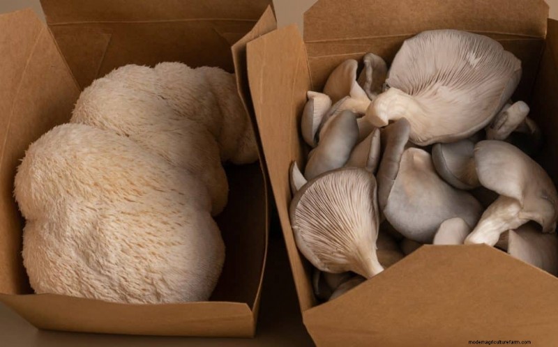 Lion s Mane Mushroom:cognitieve en gezondheidsvoordelen | [Uw merk-/sitenaam] 