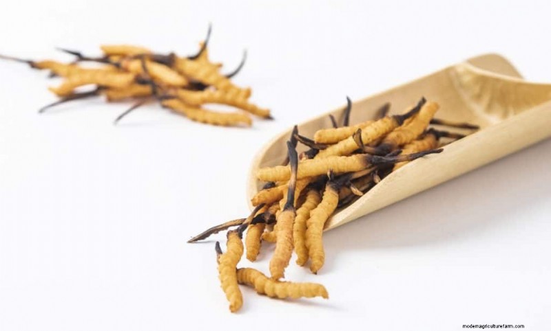 Cordyceps-paddestoel:9 wetenschappelijk onderbouwde gezondheidsvoordelen 