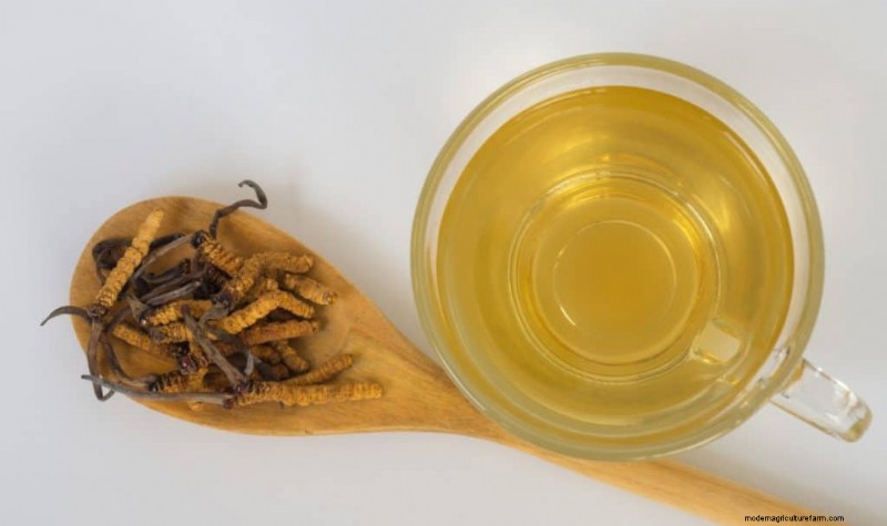 Cordyceps-paddestoel:9 wetenschappelijk onderbouwde gezondheidsvoordelen 