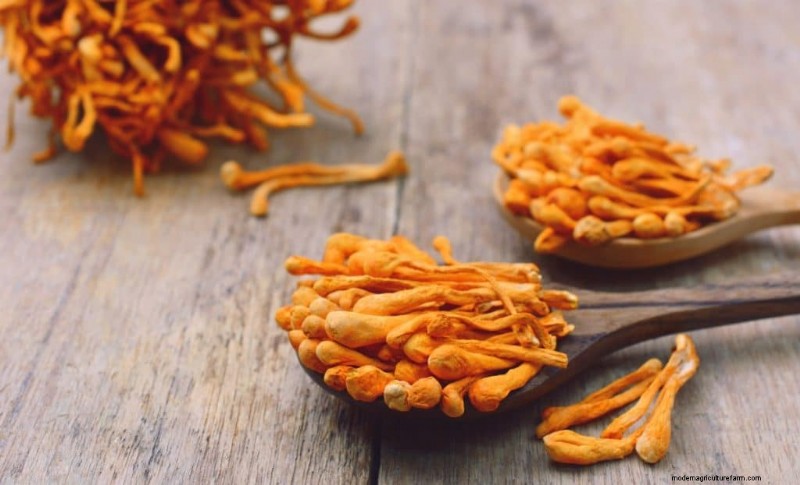 Cordyceps-paddestoel:9 wetenschappelijk onderbouwde gezondheidsvoordelen 
