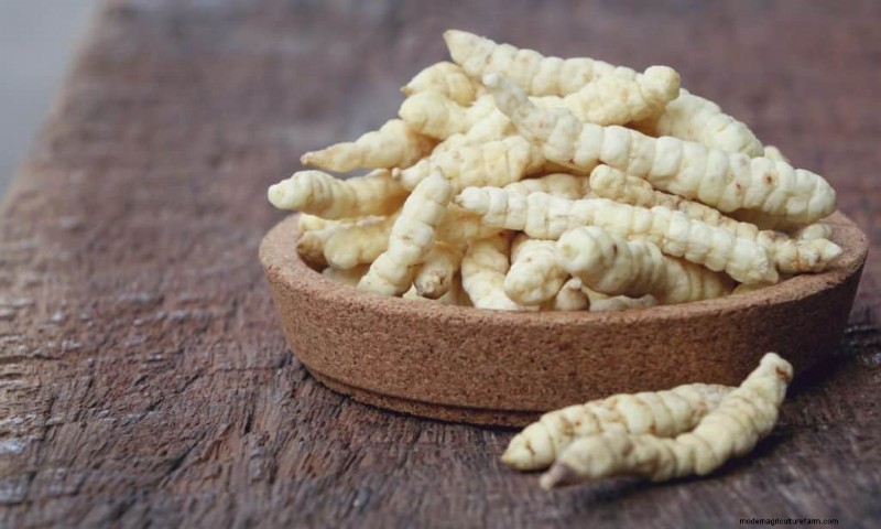 Cordyceps-paddestoel:9 wetenschappelijk onderbouwde gezondheidsvoordelen 