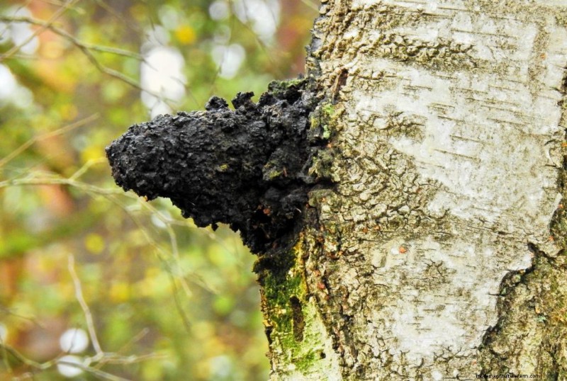 Chaga Mushroom:13 verrassende gezondheidsvoordelen en toepassingen 