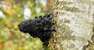 Chaga Mushroom:13 verrassende gezondheidsvoordelen en toepassingen 