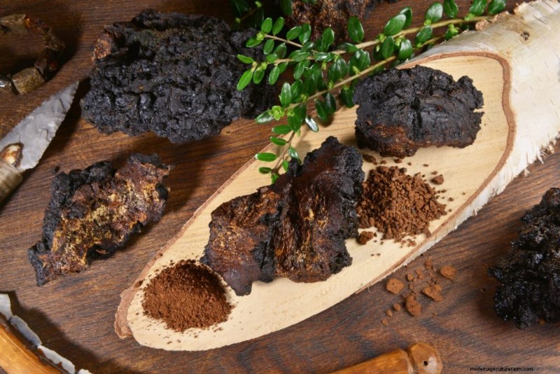 Chaga Mushroom:13 verrassende gezondheidsvoordelen en toepassingen 