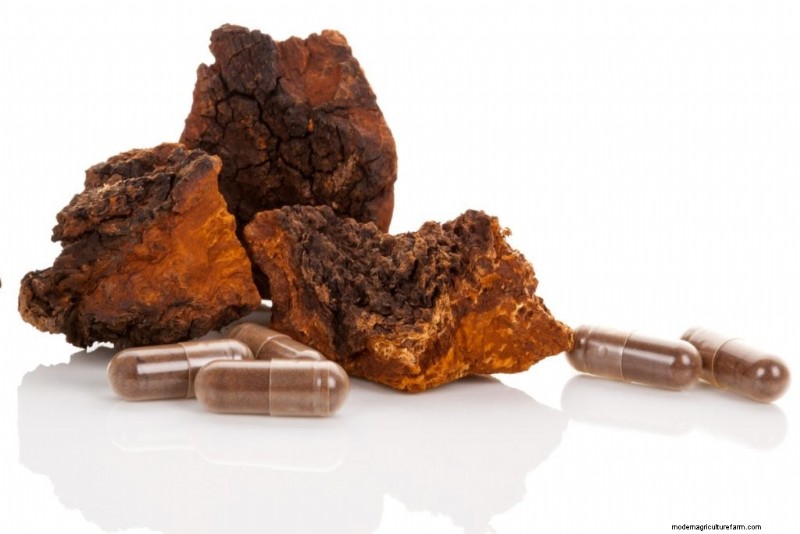 Chaga Mushroom:13 verrassende gezondheidsvoordelen en toepassingen 