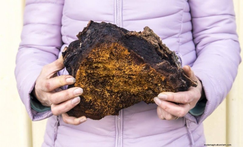 Chaga Mushroom:13 verrassende gezondheidsvoordelen en toepassingen 