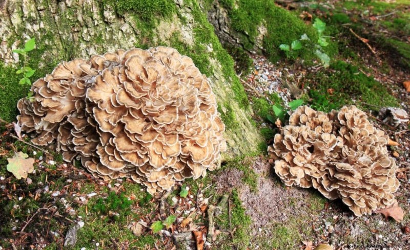 Maitake-paddenstoelen:9 gezondheidsvoordelen en hoe u ze kunt integreren 