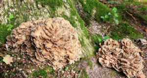 Maitake-paddenstoelen:9 gezondheidsvoordelen en hoe u ze kunt integreren 