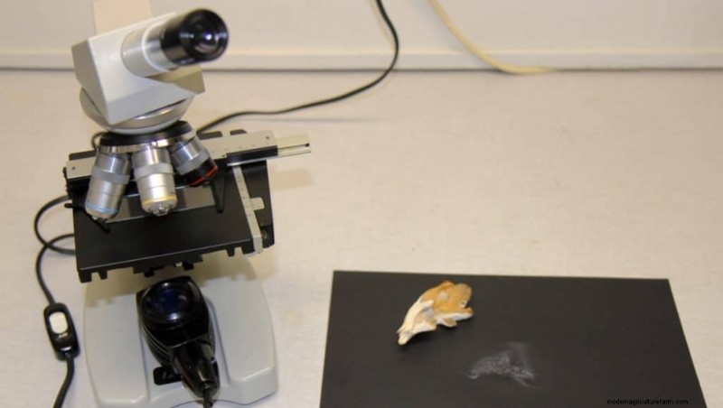 Maitake-paddenstoelen:9 gezondheidsvoordelen en hoe u ze kunt integreren 