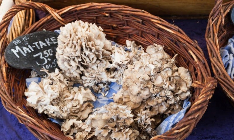 Maitake-paddenstoelen:9 gezondheidsvoordelen en hoe u ze kunt integreren 