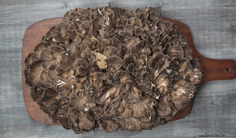 Maitake-paddenstoelen:9 gezondheidsvoordelen en hoe u ze kunt integreren 