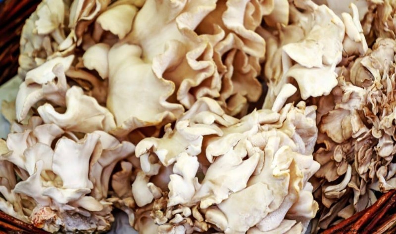 Maitake-paddenstoelen:9 gezondheidsvoordelen en hoe u ze kunt integreren 