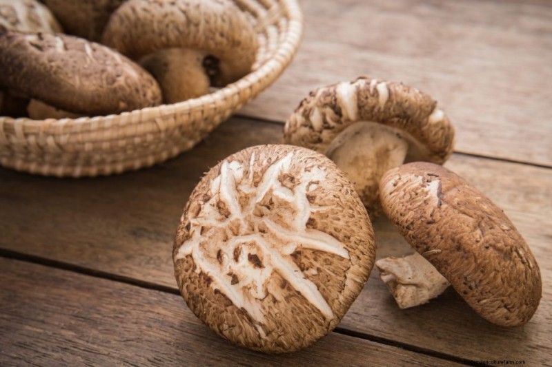 Paddestoelen voor gewichtsverlies:voordelen en hoe te integreren 