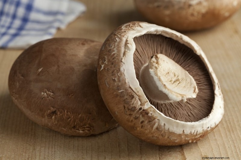 Paddestoelen voor gewichtsverlies:voordelen en hoe te integreren 