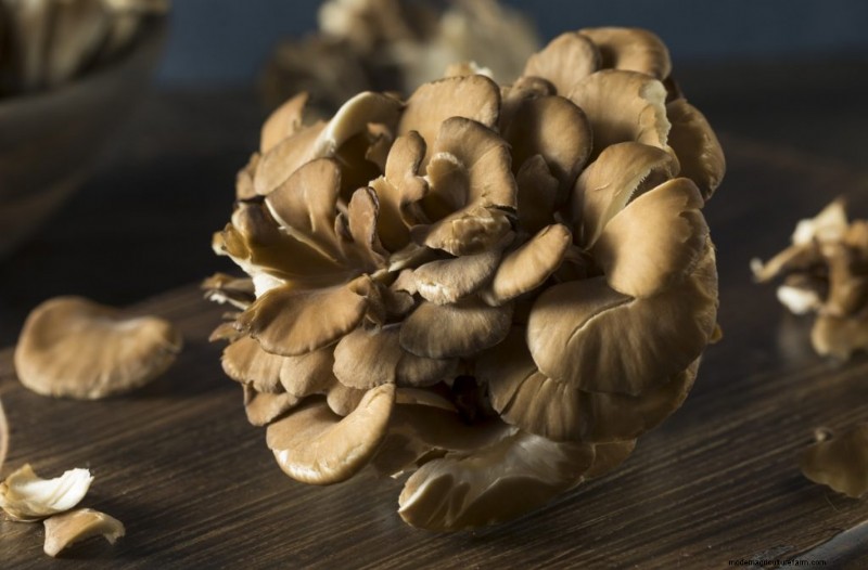Paddestoelen voor gewichtsverlies:voordelen en hoe te integreren 