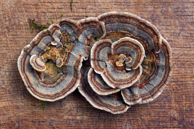Paddestoelen voor gewichtsverlies:voordelen en hoe te integreren 