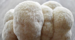 Lion s Mane Mushroom:culinair gebruik, voordelen en eenvoudige recepten 