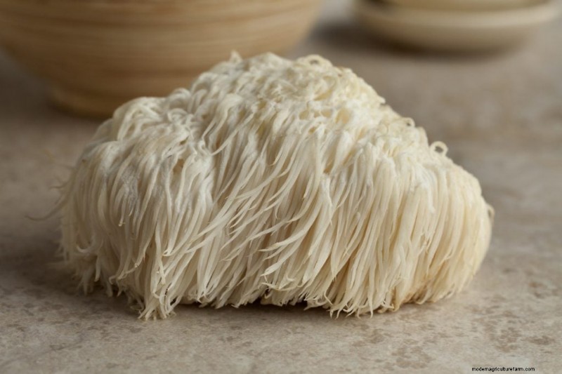 Lion s Mane Mushroom:culinair gebruik, voordelen en eenvoudige recepten 