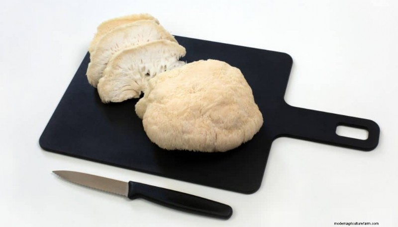 Lion s Mane Mushroom:culinair gebruik, voordelen en eenvoudige recepten 