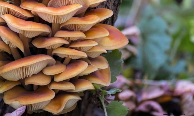 Funghi Enoki:una guida completa al sapore, alla nutrizione e alla coltivazione 