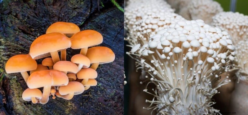 Funghi Enoki:una guida completa al sapore, alla nutrizione e alla coltivazione 