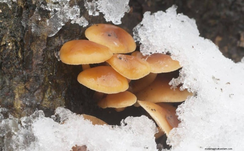 Funghi Enoki:una guida completa al sapore, alla nutrizione e alla coltivazione 