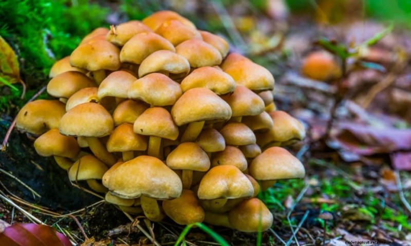 Funghi Enoki:una guida completa al sapore, alla nutrizione e alla coltivazione 