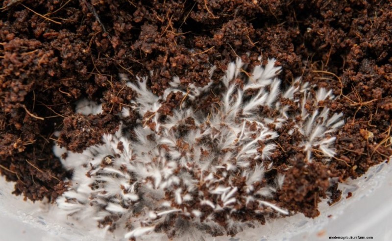 Funghi Enoki:una guida completa al sapore, alla nutrizione e alla coltivazione 
