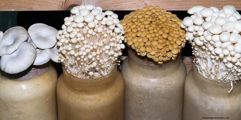 Funghi Enoki:una guida completa al sapore, alla nutrizione e alla coltivazione 