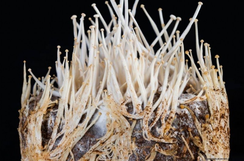 Funghi Enoki:una guida completa al sapore, alla nutrizione e alla coltivazione 