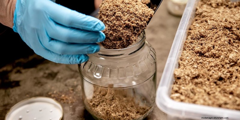 Funghi Enoki:una guida completa al sapore, alla nutrizione e alla coltivazione 
