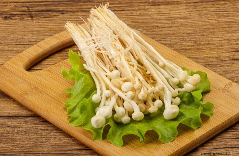 Funghi Enoki:una guida completa al sapore, alla nutrizione e alla coltivazione 