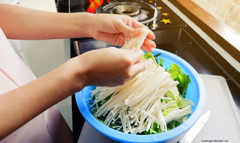 Funghi Enoki:una guida completa al sapore, alla nutrizione e alla coltivazione 