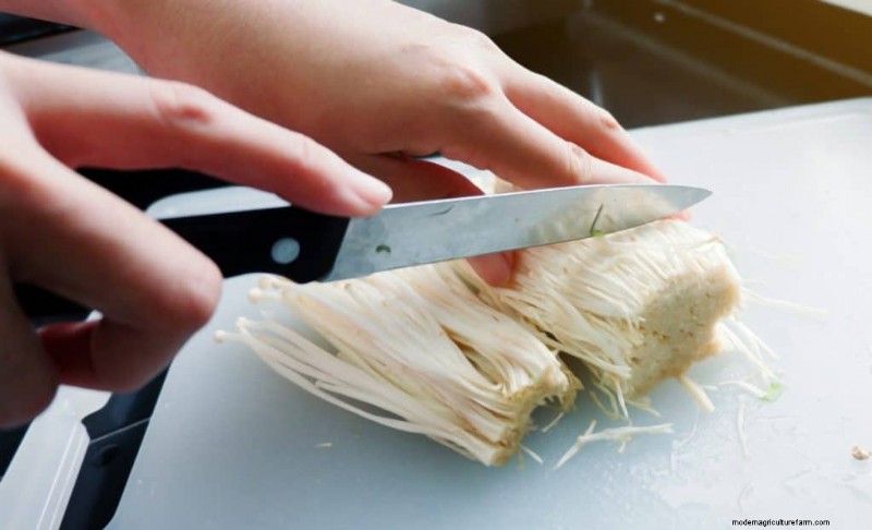 Funghi Enoki:una guida completa al sapore, alla nutrizione e alla coltivazione 