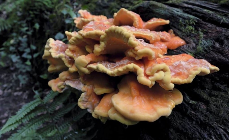 Funghi di pollo dei boschi:una guida per raccoglitori e cuochi 