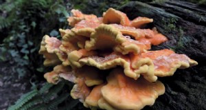 Chicken of the Woods-Pilze:Ein Leitfaden für Sammler und Köche 