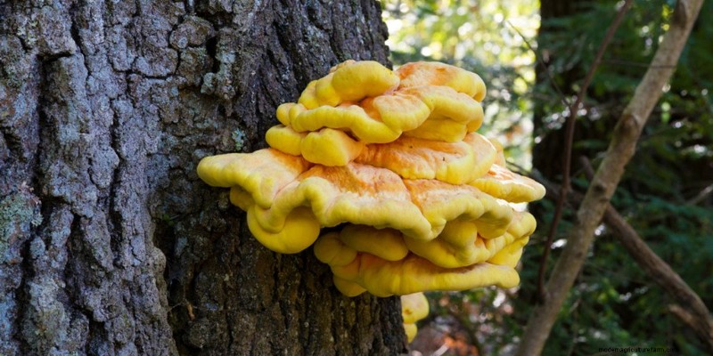 Funghi di pollo dei boschi:una guida per raccoglitori e cuochi 