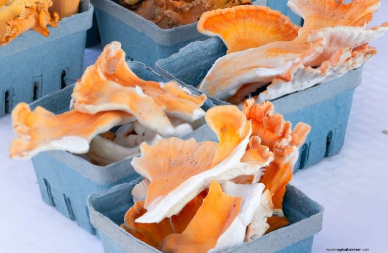 Funghi di pollo dei boschi:una guida per raccoglitori e cuochi 