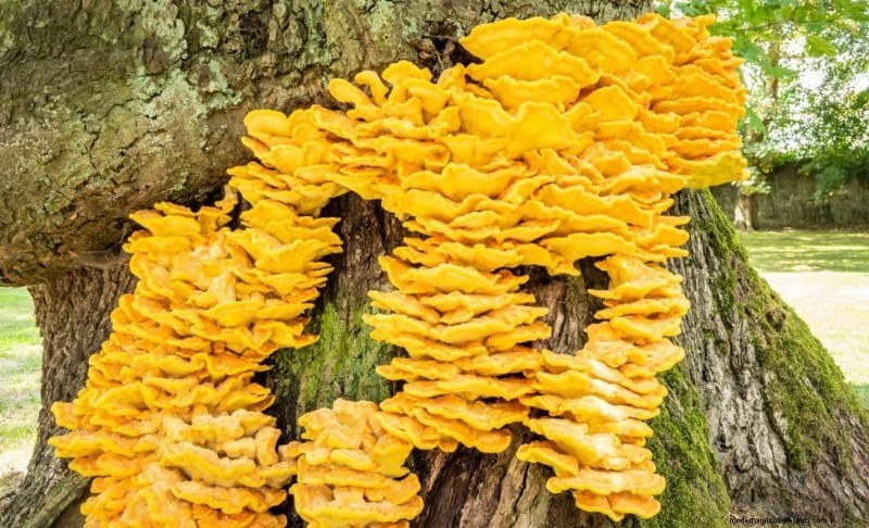 Funghi di pollo dei boschi:una guida per raccoglitori e cuochi 