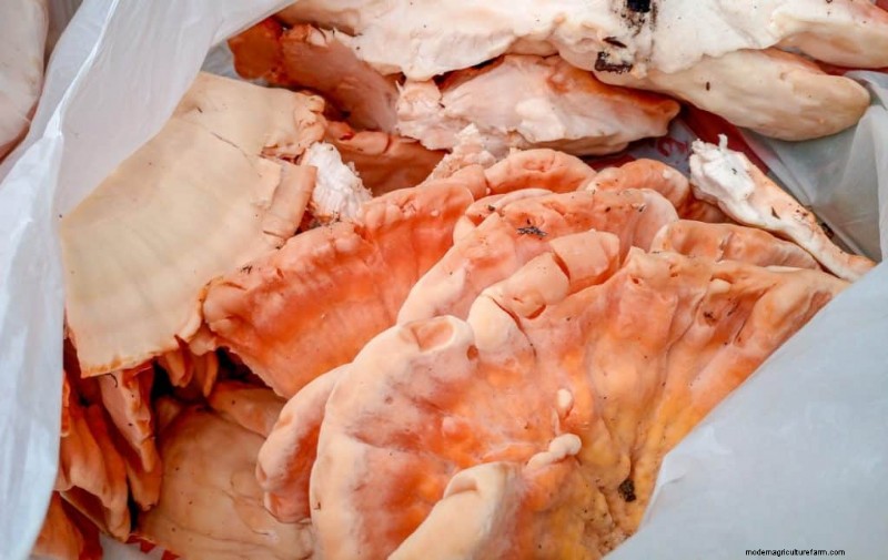 Funghi di pollo dei boschi:una guida per raccoglitori e cuochi 