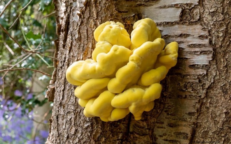 Funghi di pollo dei boschi:una guida per raccoglitori e cuochi 