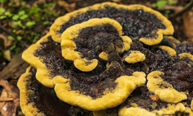 Funghi di pollo dei boschi:una guida per raccoglitori e cuochi 