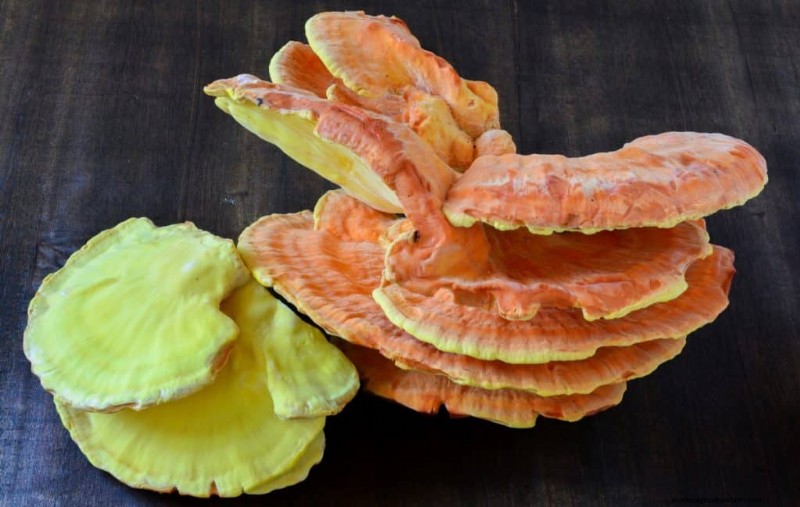 Funghi di pollo dei boschi:una guida per raccoglitori e cuochi 