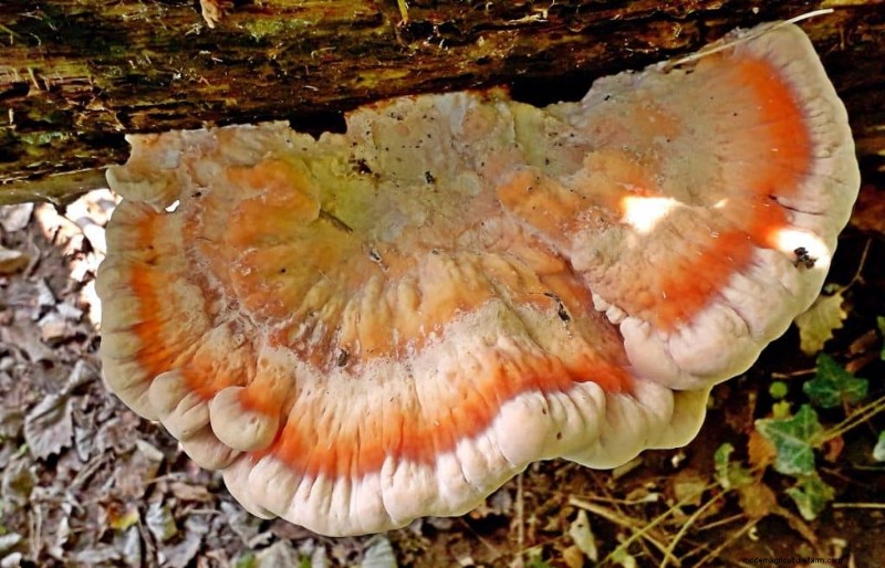 Funghi di pollo dei boschi:una guida per raccoglitori e cuochi 