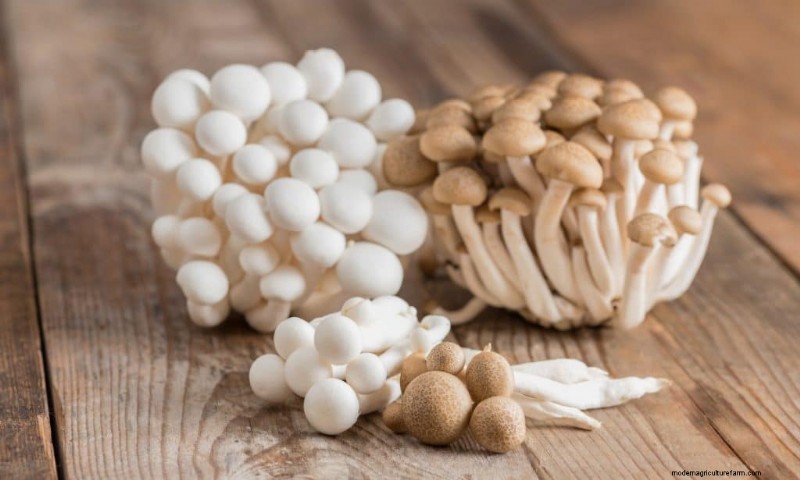 Funghi Shimeji:una guida completa alla coltivazione e al sapore 