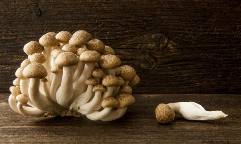 Funghi Shimeji:una guida completa alla coltivazione e al sapore 