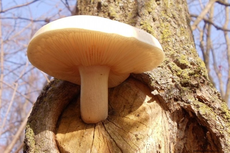 Funghi Shimeji:una guida completa alla coltivazione e al sapore 