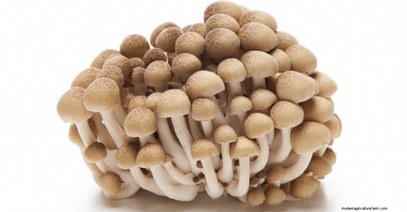 Funghi Shimeji:una guida completa alla coltivazione e al sapore 