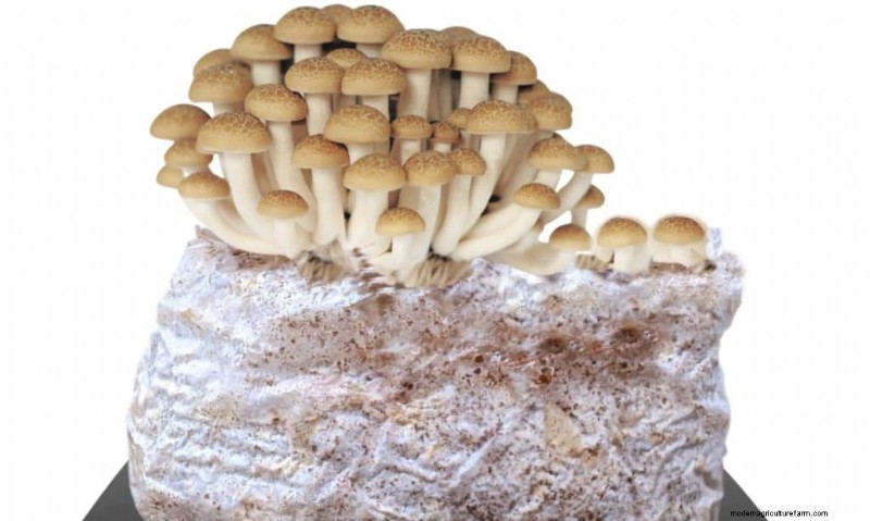Funghi Shimeji:una guida completa alla coltivazione e al sapore 